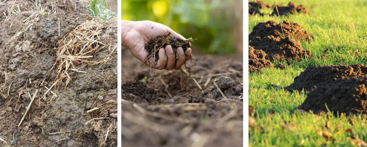 Fertile Soil Supply in Bangalore
