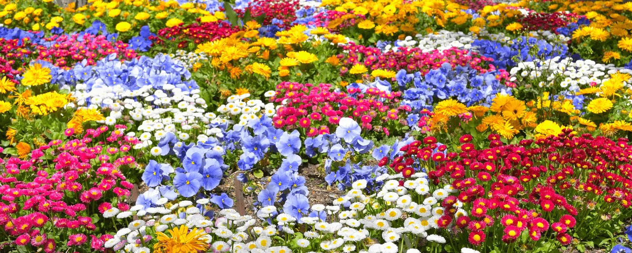 Flower Plantation in Bangalore