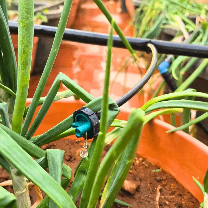 Drip emitter watering a potted plant on a Bangalore terrace