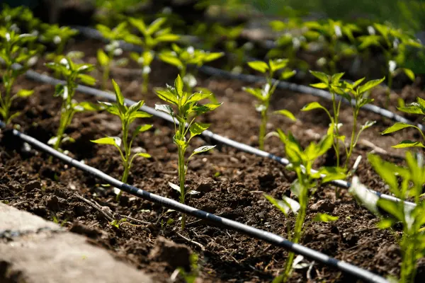Drip irrigation lines in a garden bed in Bangalore