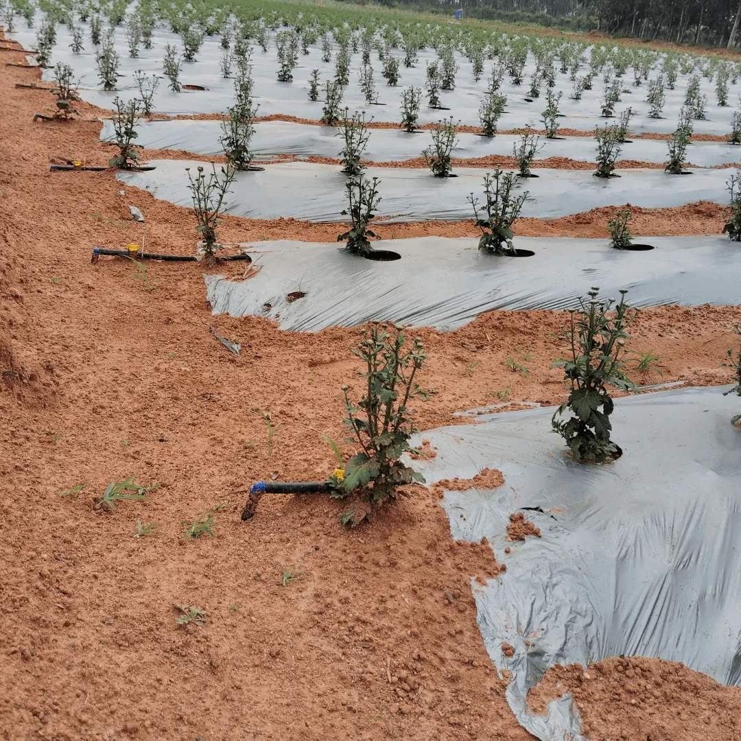 Drip with mulch film on a vegetable farm
