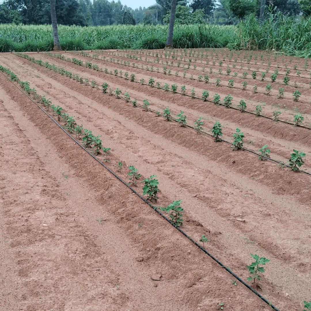 Drip irrigation lines laid across a farm near Bangalore