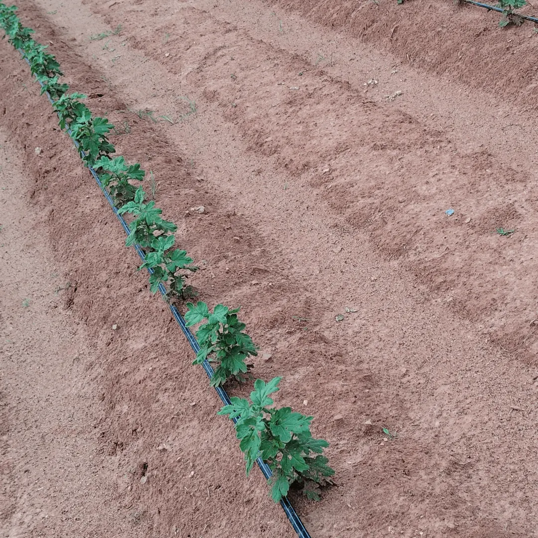 Drip rows ready for planting