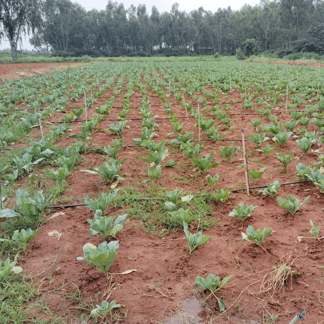 Sprinkler irrigation on a vegetable field near Bangalore
