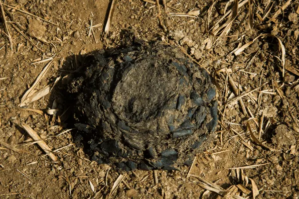 Aged cow dung manure for gardens in Bangalore