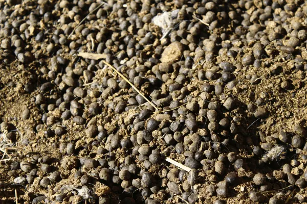 Goat and sheep manure pellets for soil enrichment