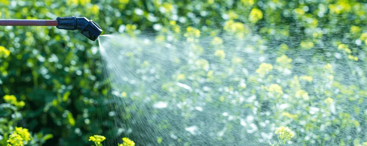 Plant pest control spraying in a Bangalore garden