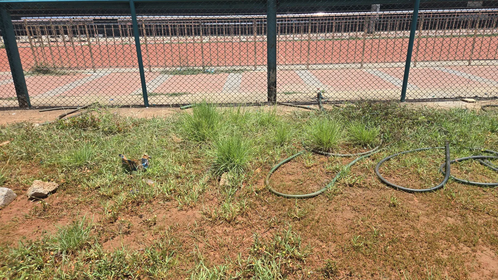 Before: Sports ground edge: chemical weed control